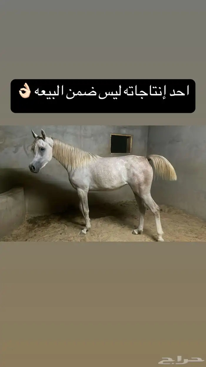 فرس واهو ومعها مهر فرس بطن ذهبي بسعر حصان شعبي 2