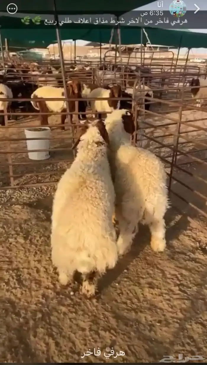 ذبايح عرعر 3