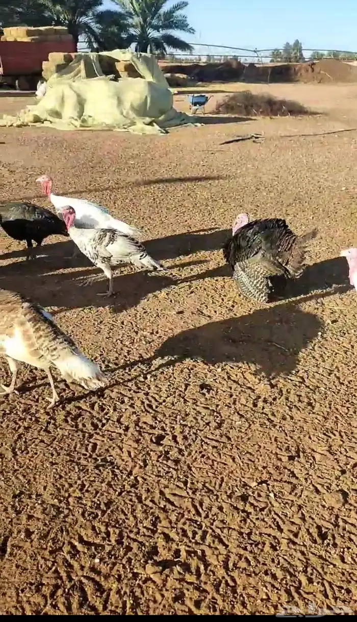 للبيع ديكة رومي 0