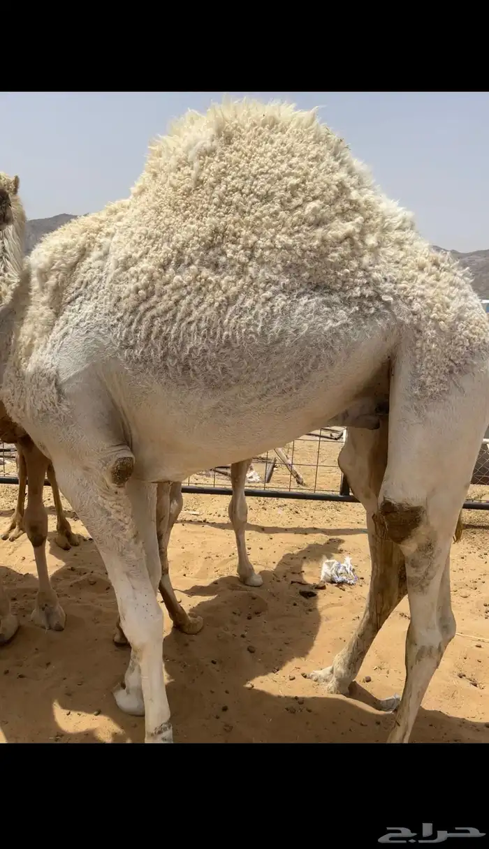 قعدان بلدي من فوق الكفو للبيع 4