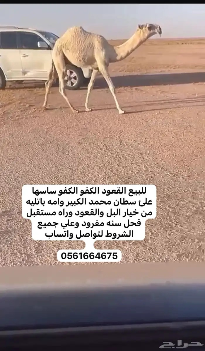 للبيع النياق بدأوه 2