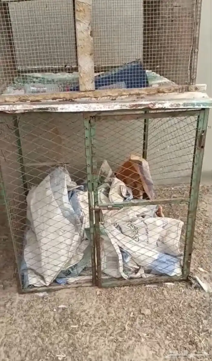 للبيع شبوك للدجاج والحمام 0