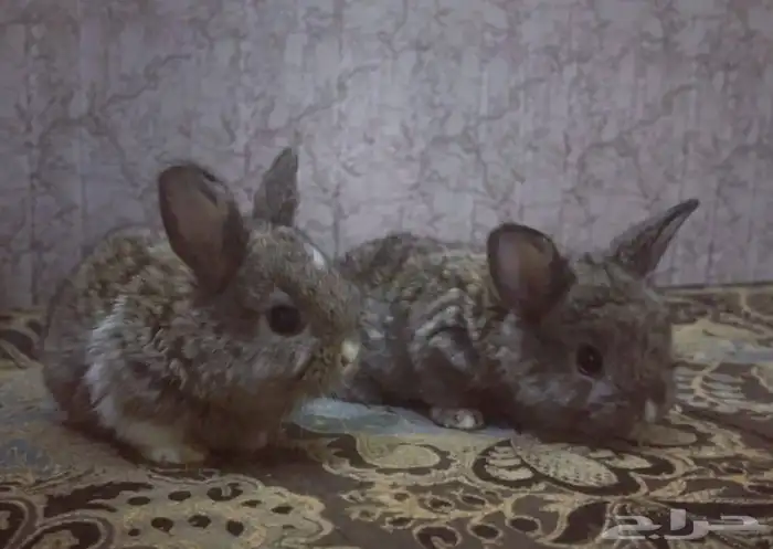 للبيع ارانب هولنديه25 0