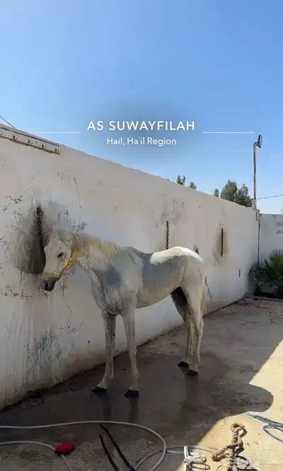 حصان كفو . 3