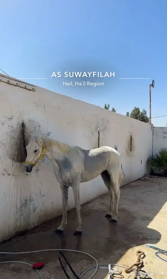 حصان كفو . 3