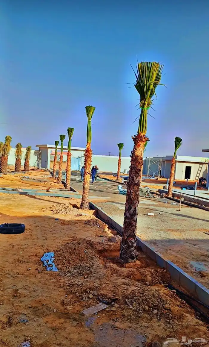 يوجد لدينا نخل وشنطن زينه البيع الموقع شقراء وياجر 0