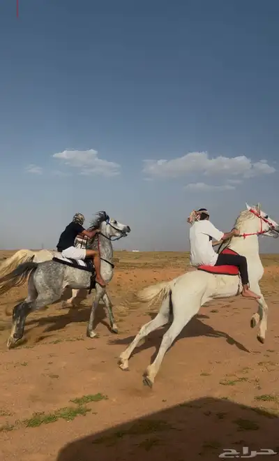 حصان كفو . 2