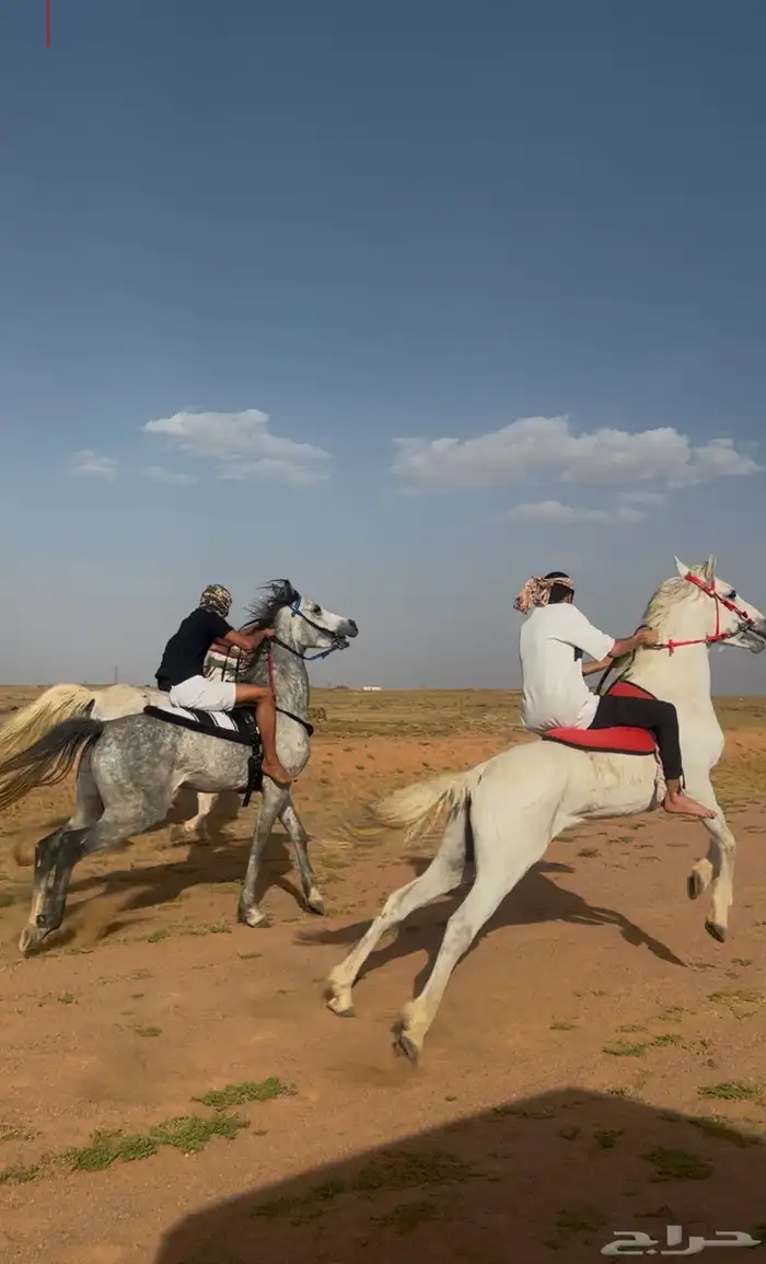 حصان كفو . 2