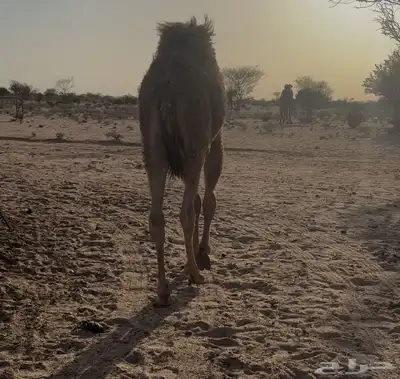 حوار العمر 6 شهور 2