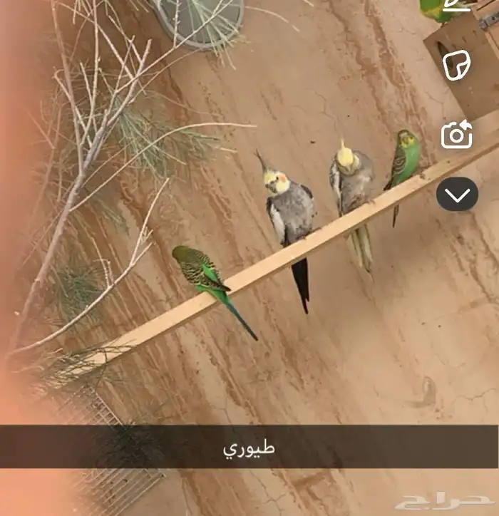 طيور حب. للبيع. جمله ومفرق. 3