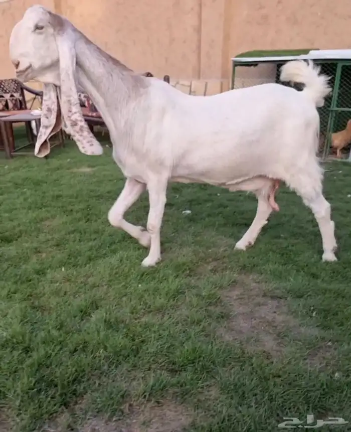 عنز مطوره خصم 0