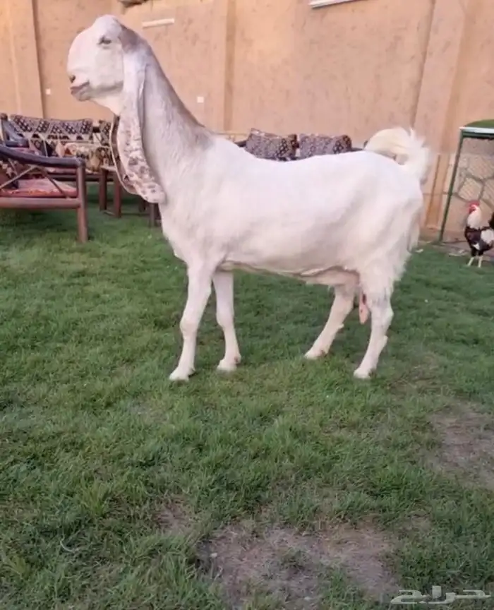 عنز مطوره خصم 1