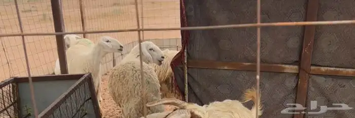 السلام عليكم غنم ثلاث حريات مسروقه مني البارحه من الشبك 1