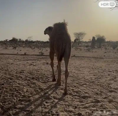 حوار العمر 6 شهور 3
