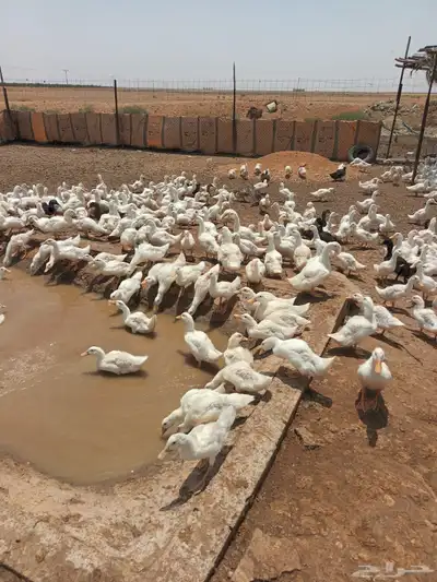 بطط 0