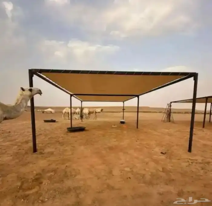 مضلات_الابل 1