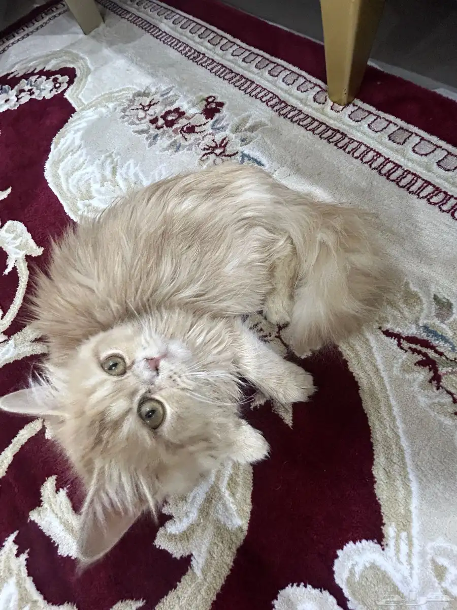 قطط للتبني 3