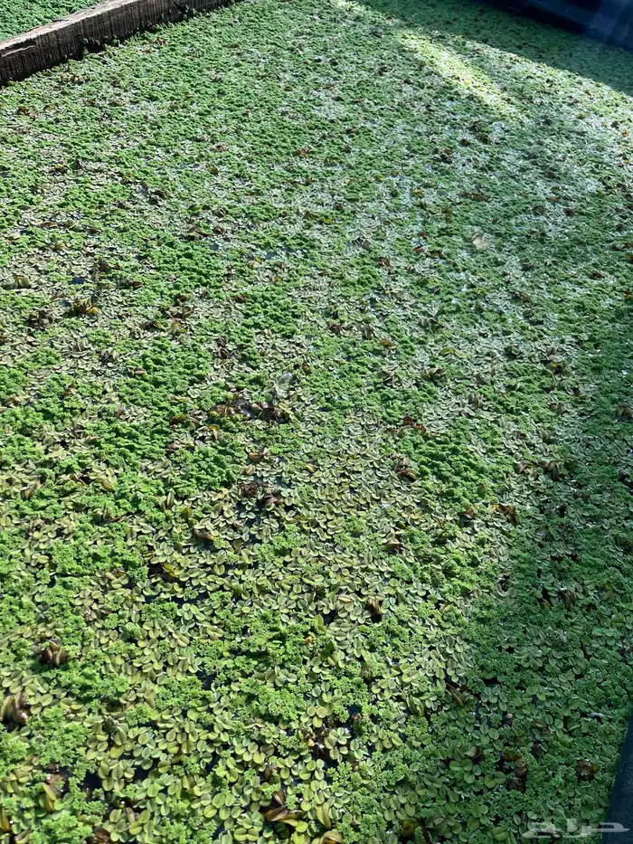 علف ازولا وسالفيناوخس الماء المجاني للطيور والدواجن والغنم 2