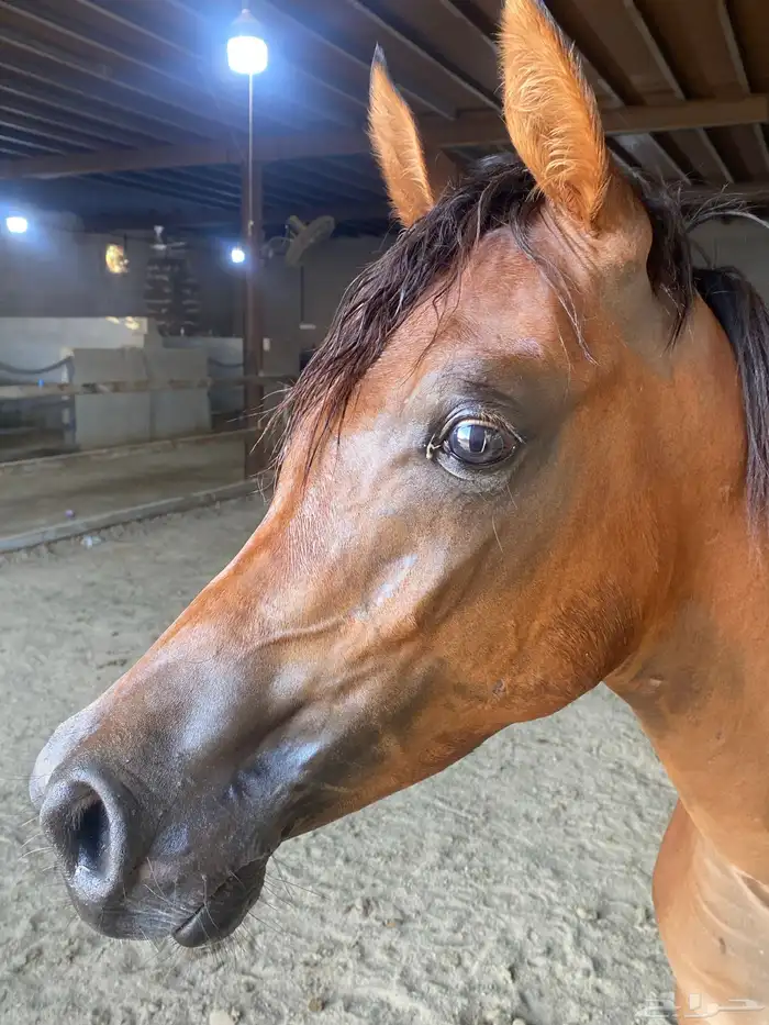 عسف الخيل وتعديل طبعة 0