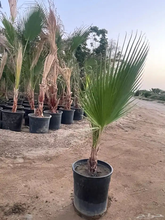 مشاتل الجملة اشجار زينة و اشجار محليه 4
