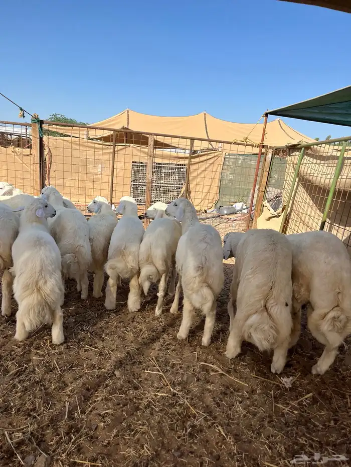 طليان حري فل شحم ولحم 15