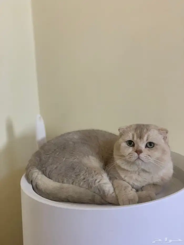 سكوتش دبل فولد تزاوج 0