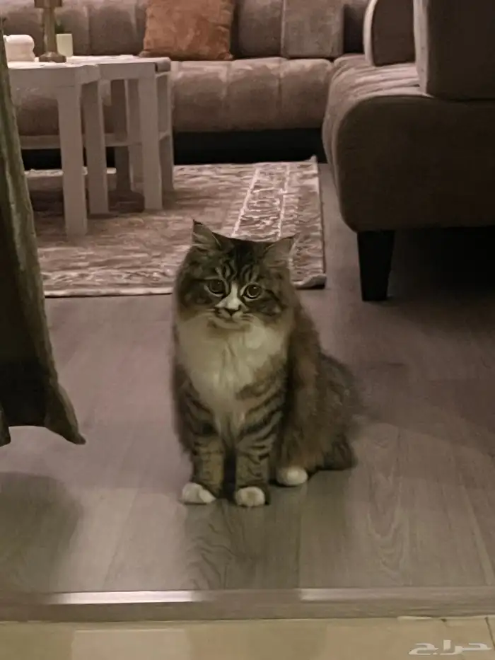 قطط للتزاوج 1