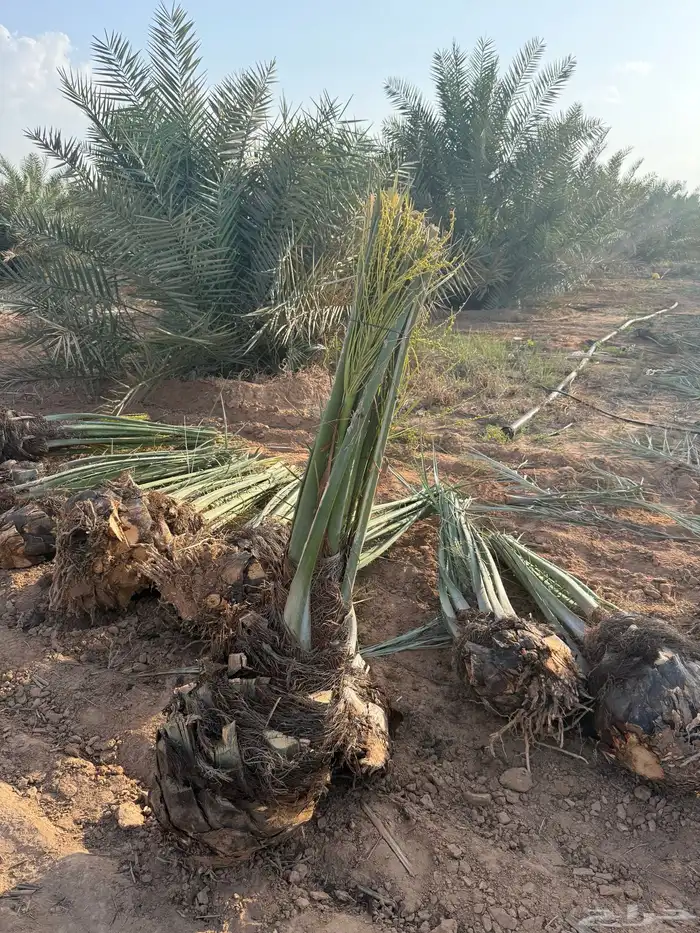نخيل مثمر للبيع مع التوصيل والغرس بالموقع 3