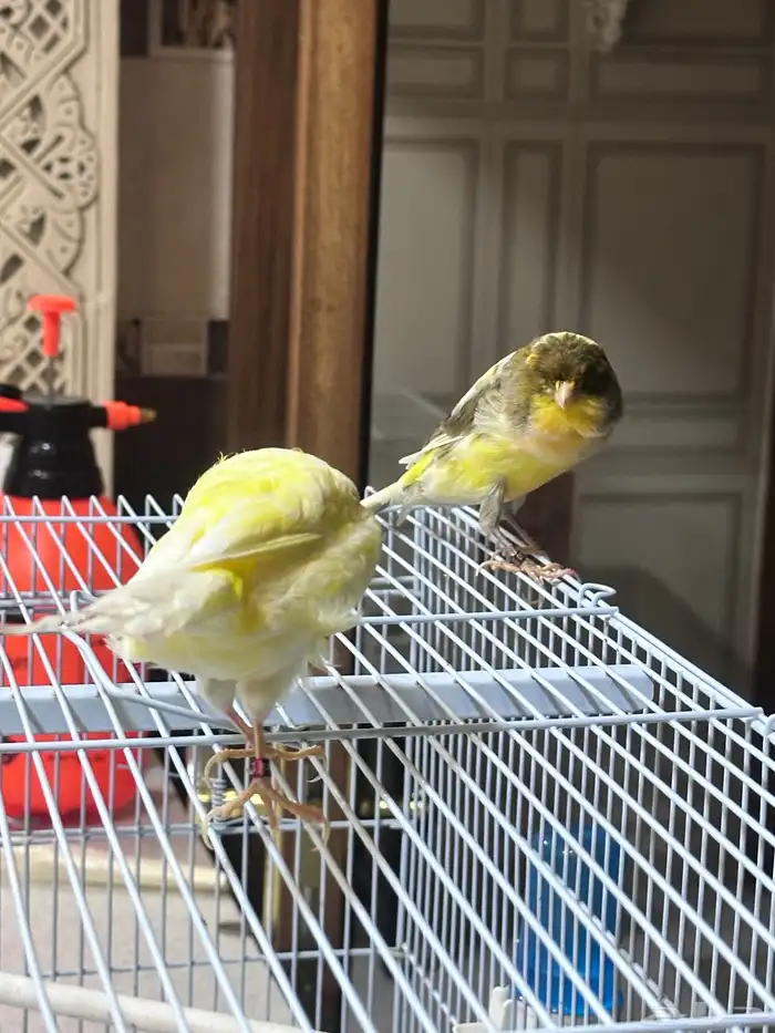 جوز كناري لونق شاير 5