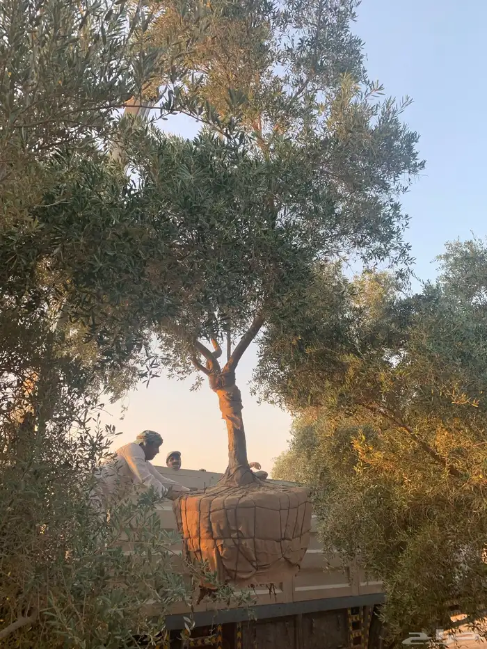 أشجار زيتون 4