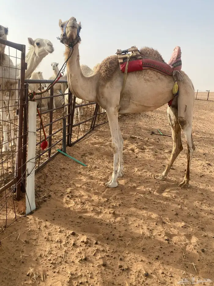 رحول 1