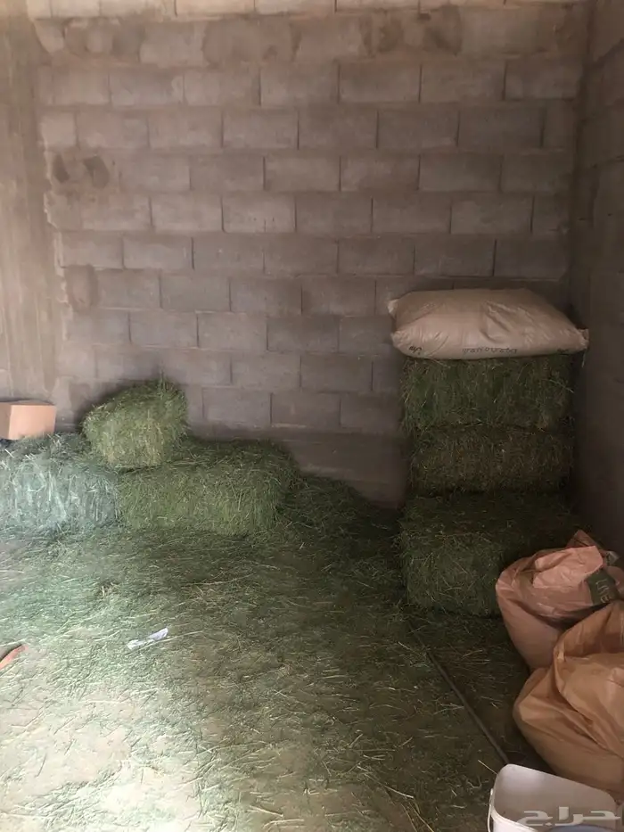 يوجد اسطبل فيه غرف خيل للاجار الشهري 0