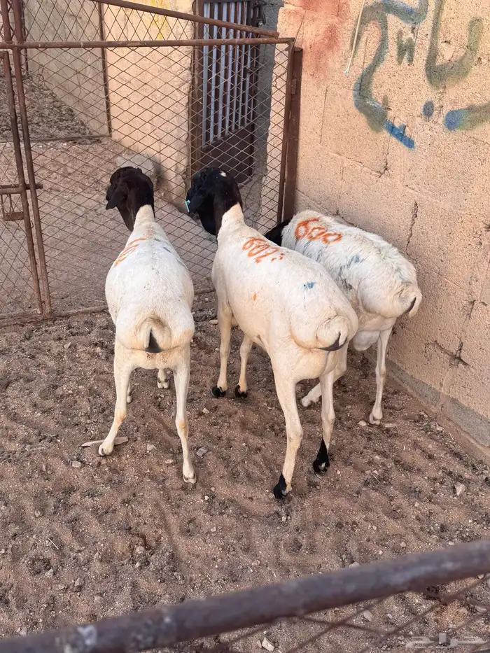 طليان برابر ( تم البيع ) 1