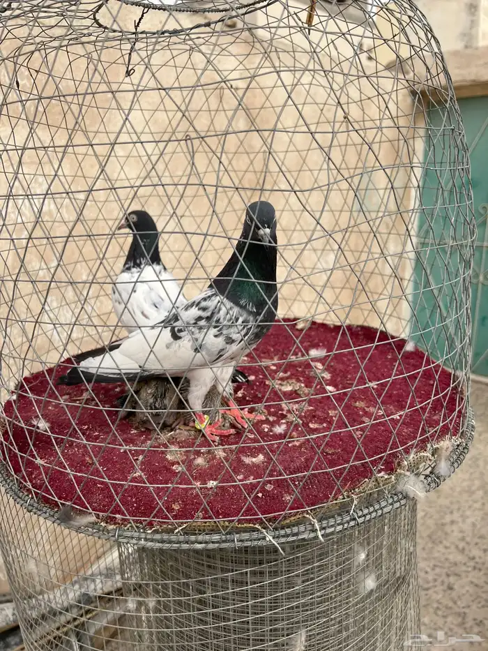 جوز باكستاني رام بوري بيور مع انتاجه فرخين 1