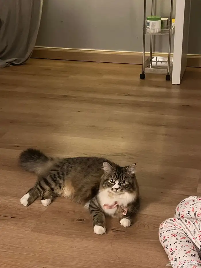 قطط للتزاوج 0