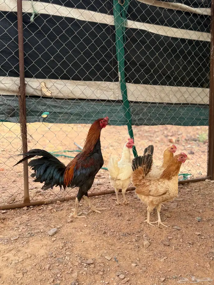 دجاج وديك البيع 1