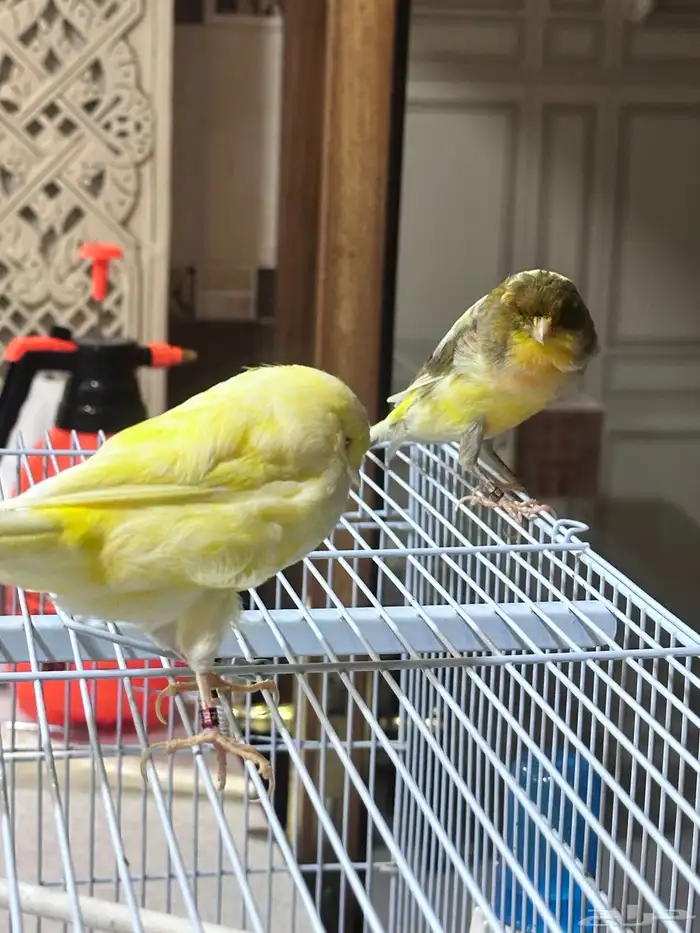 جوز كناري لونق شاير 6