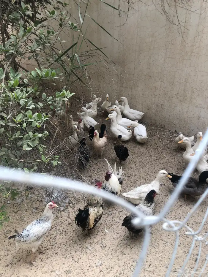 بط بكيني لذبح او التربيه 0