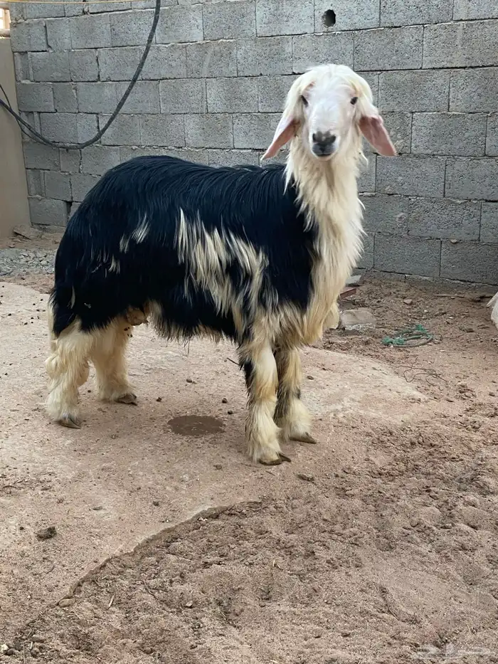 جذع نجدي فاخر( تم البيع) 0