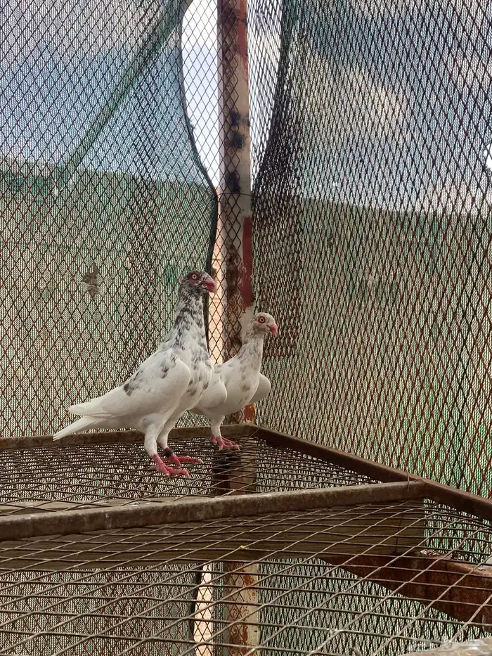 حمام 0