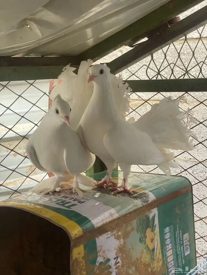 حمام 0