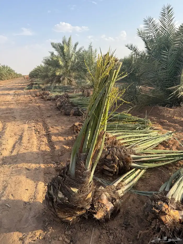 نخيل مثمر للبيع مع التوصيل والغرس بالموقع 2