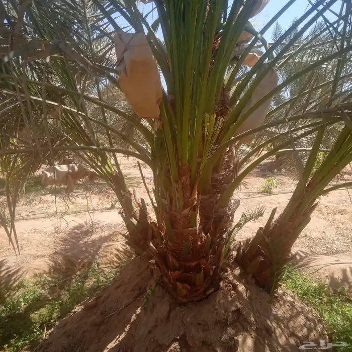 فسايل للبيع 2
