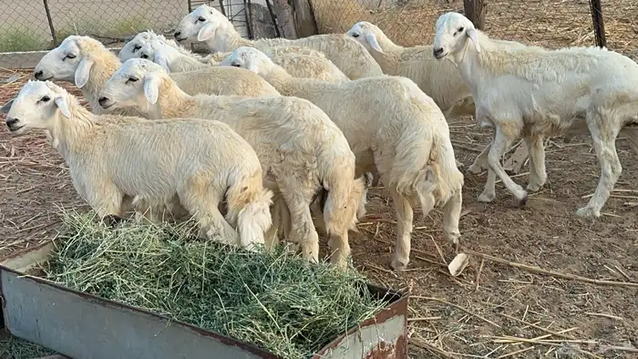 طليان كبار طرف وشعره وفل شحم( تم البيع ) 4