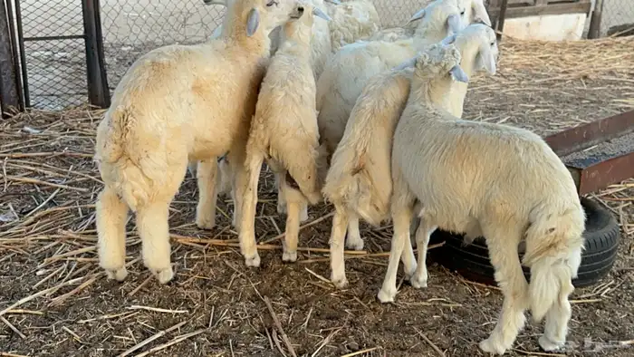 طليان كبار طرف وشعره وفل شحم( تم البيع ) 0