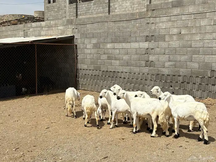 10 من الضان حرش كفو تم البيع 3