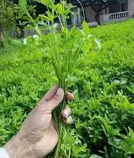 برسيم اخضر للبيع 0