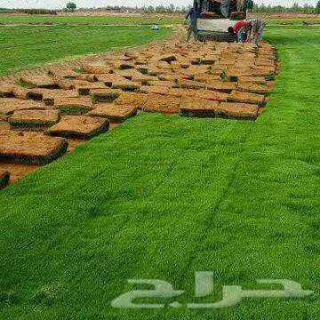 ثيل طبيعي ياباني انتورو c2000 فرنسي امريكي تجهيزإنشاء ملاعب 8