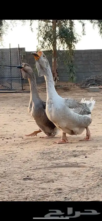 وز روسي صنف منتج 1