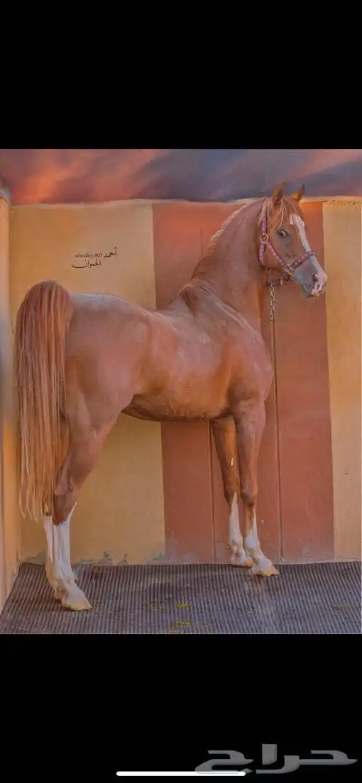 حصان شعبي 2
